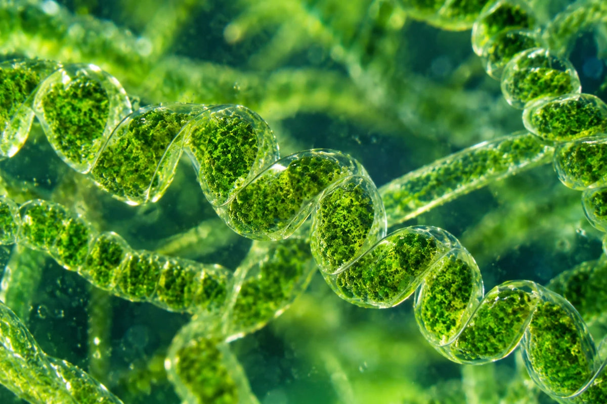 Riasa spirulina pod mikroskopom – špirálovité vlákna