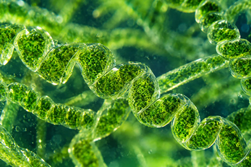 Riasa spirulina pod mikroskopom – špirálovité vlákna